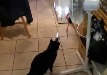 Curious Cat Is Fascinated by Ribbon