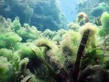 Diving Aquarena Springs, San Marcos, Texas