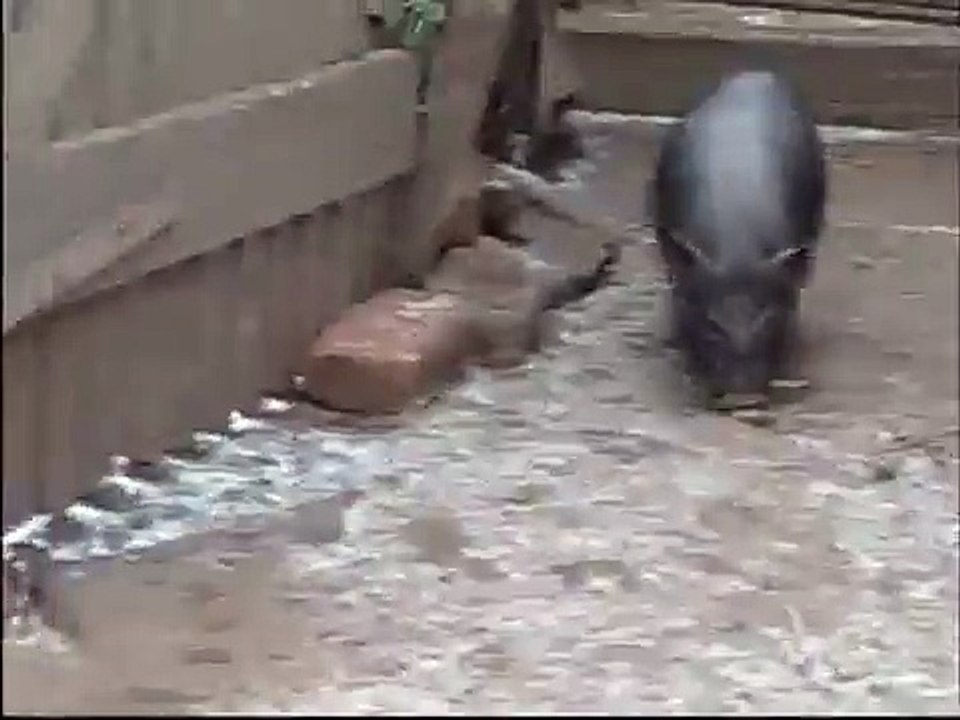 Purcei Vietnamezi Ferma porci vietnamezi Arad