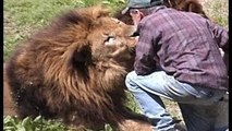 Gaged Animal Attack Lion, World's Largest Chimp, Snake, Elephant, Gorilla, Tiger, Leopard