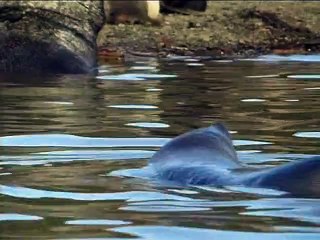 Life in the Freezer - 03 - The Race to Breed