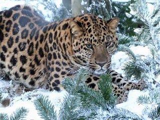 WHF Big Cats Enjoying the Snow