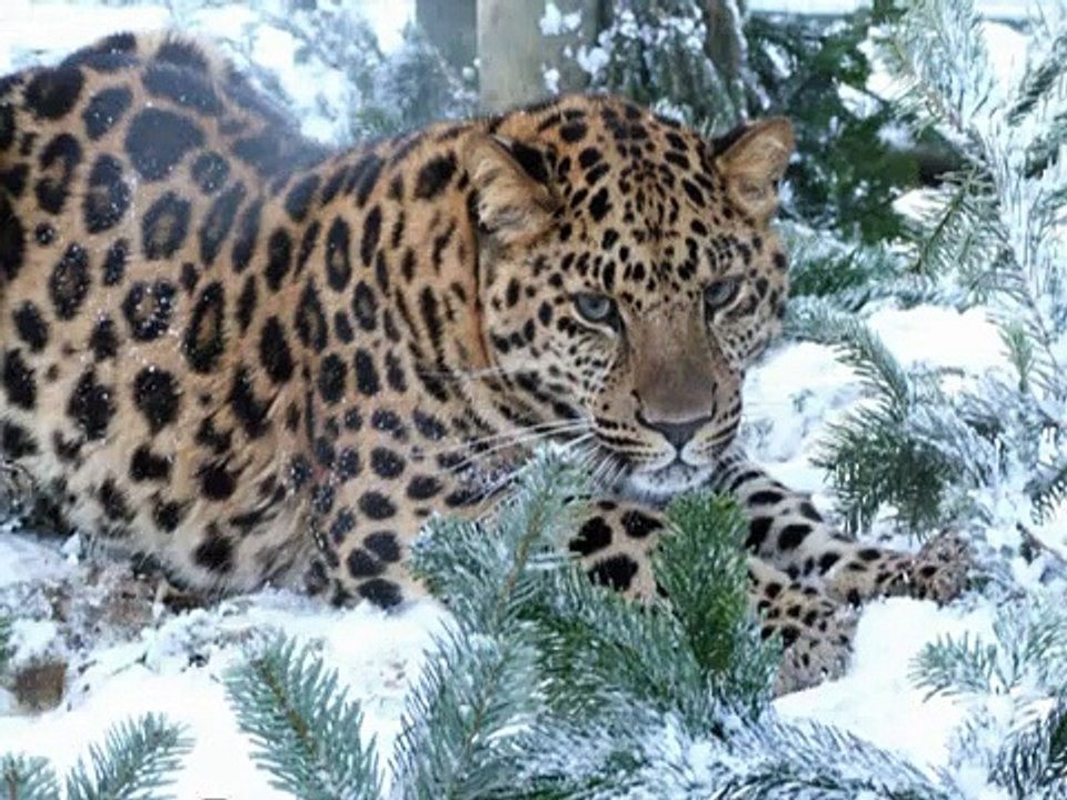 WHF Big Cats Enjoying the Snow