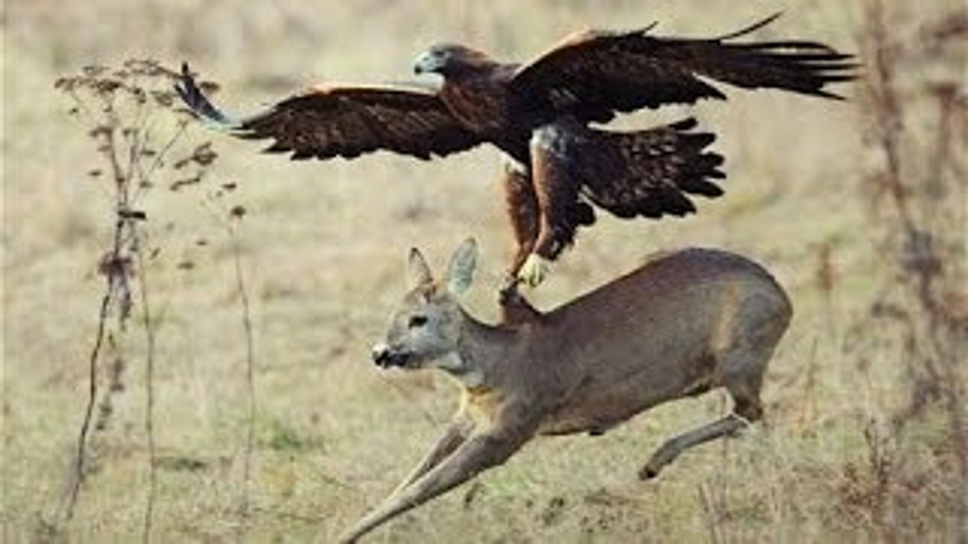 Top 3 Best Eagle Attacks Owl Deer Wolf Video Dailymotion