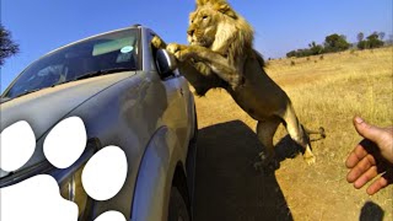 Lions Attack Car Full Of People