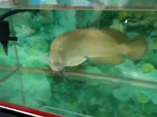 Arowana (australian gold)