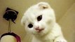 Funny Cat Videos, Cute Pets Cutest Little Scottish Fold Kitten
