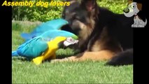 Unbelievable Unlikely Animal Friendships Compilation