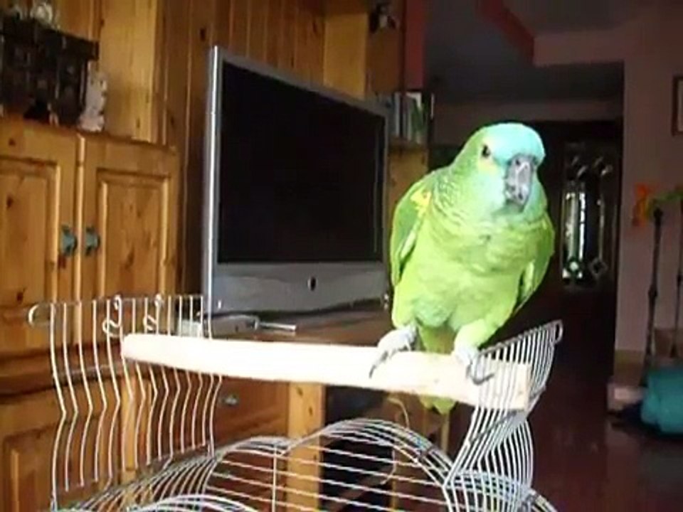 Loro Lucas hablando y silbando con su dueña