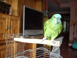 Loro Lucas hablando y silbando con su dueña