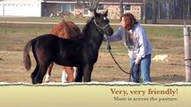 Friesian x Arab For Sale - Noble Khan 3 Mths 2012