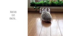 Hedgehog Vines - Cute Hedgehogs That Run, Hide, Play and Eat