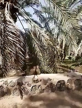 Khojoor Ka Bagh Jahan Muhammad (PUBH) Ki Uoothni Kay Kadmoon Kay Nishan Hain