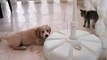 Golden Labrador Retriever Puppy vs. Cat