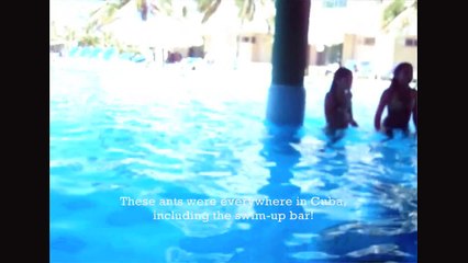 A Special Glimpse at the Wild Ants of Cuba [HD]