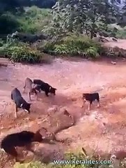 Huge king cobra attacked by a pack of dogs in Nepal