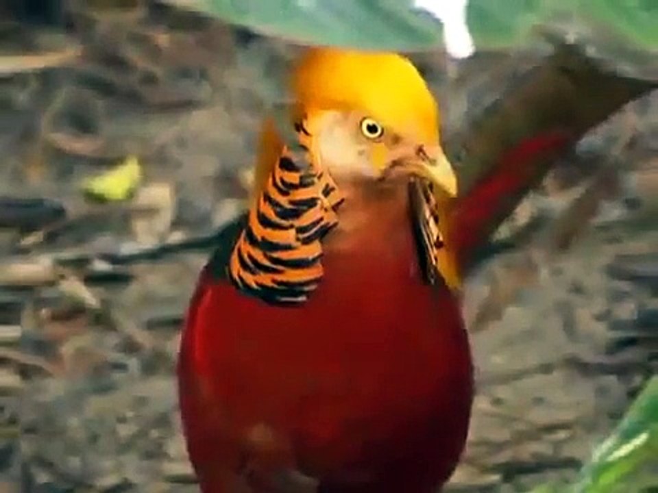 Baby Einstein World Animal Adventure Baby Einstein World Animals Video Dailymotion