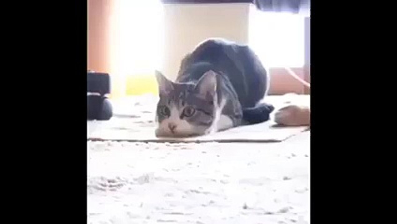 Ha ha ha ha