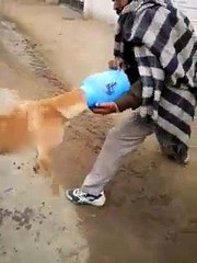 dog ka moun daby k andr bhanc geya