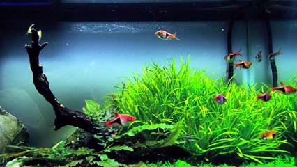 You Oughta Know  - TWK Aquascaping - Ep #6
