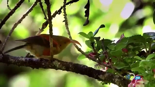 HAWAII ATLAS Discovery Travel Tourism documentary