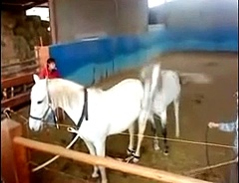 Stallion Horse     Acasalamento cavalo