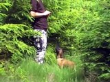 Gryson Mi-Ji (malinois) - Search and rescue training from 8 to 14 weeks old