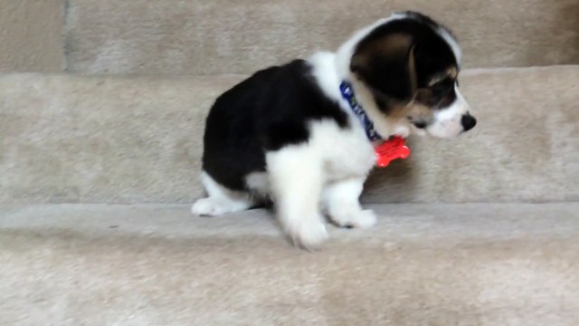 Un bébé chien essaie de descendre les escaliers... Pas facile