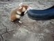 Violent wild Hamster attacks guys in russia