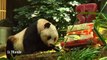 Jia Jia, doyenne des pandas, fête ses 37 ans de captivité