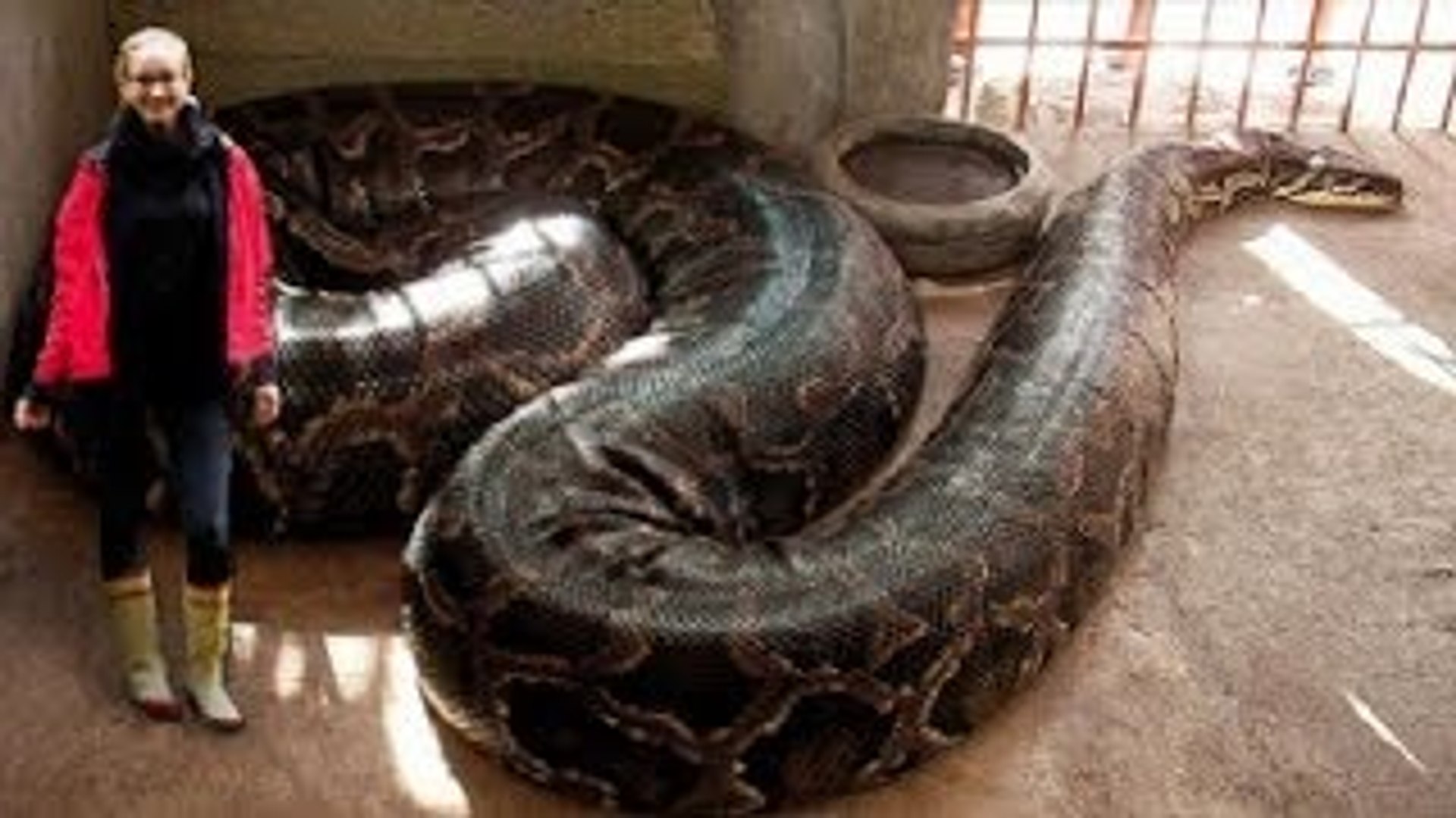 World S Biggest Largest Snake Lives In Germany Zoo Real Or Fake Video Dailymotion