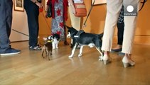 Los perros toman el museo Kupferstichkabinett de Berlín
