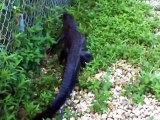 Gator climbs fence to go back in water