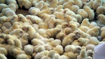 Indian broiler Poultry farming