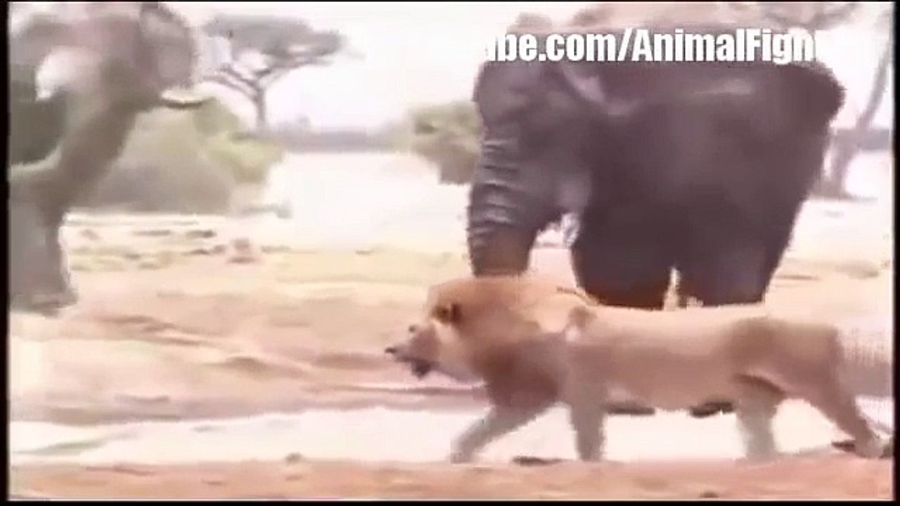 Real Fighting - Lion vs Elephant Real Fight To Death