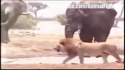 Real Fighting - Lion vs Elephant Real Fight To Death