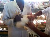 Dr. Amir Abdullah draws Blood from Chickens