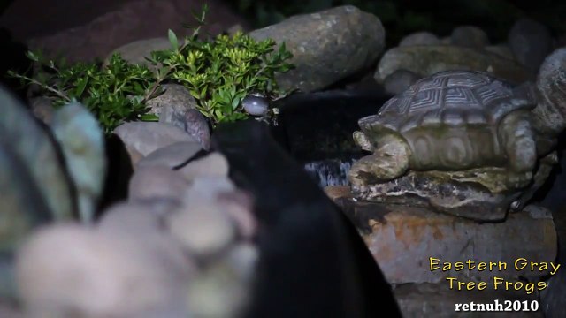 Dueling Eastern Gray Tree Frogs - UP CLOSE IN HD