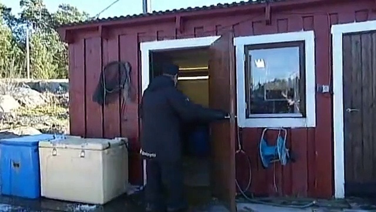 Abborre har blivit lyxmat   Östnytt   SVT Play