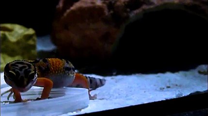 Leopard Gecko hunting
