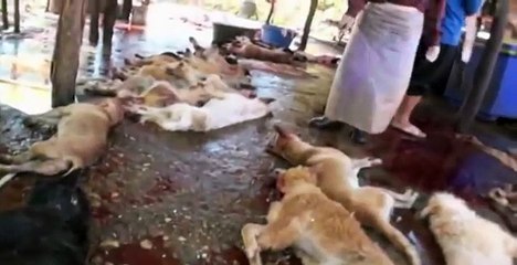 365 Days of Dog Meat Trading in Thailand - Teaser