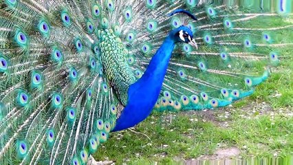 Peacock courtship dance