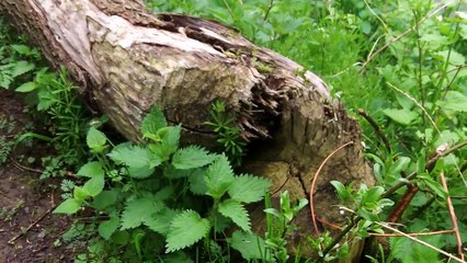 1. Mai 2013  Laufrunde durchs Biber und Segelflieger Revier am Kocher