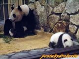 Panda mother and twin babies 梅梅と双子の子パンダ