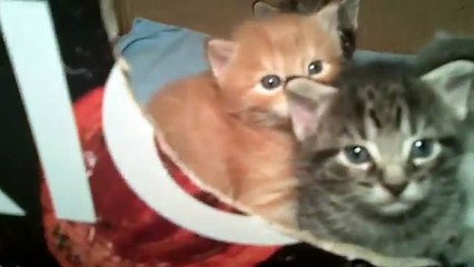 Bijou's Kittens - 3 weeks old