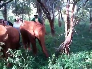 Encounter Orphan Elephants Kenya
