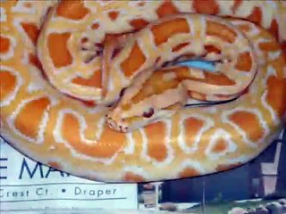 Burmese Python-Ragnarok