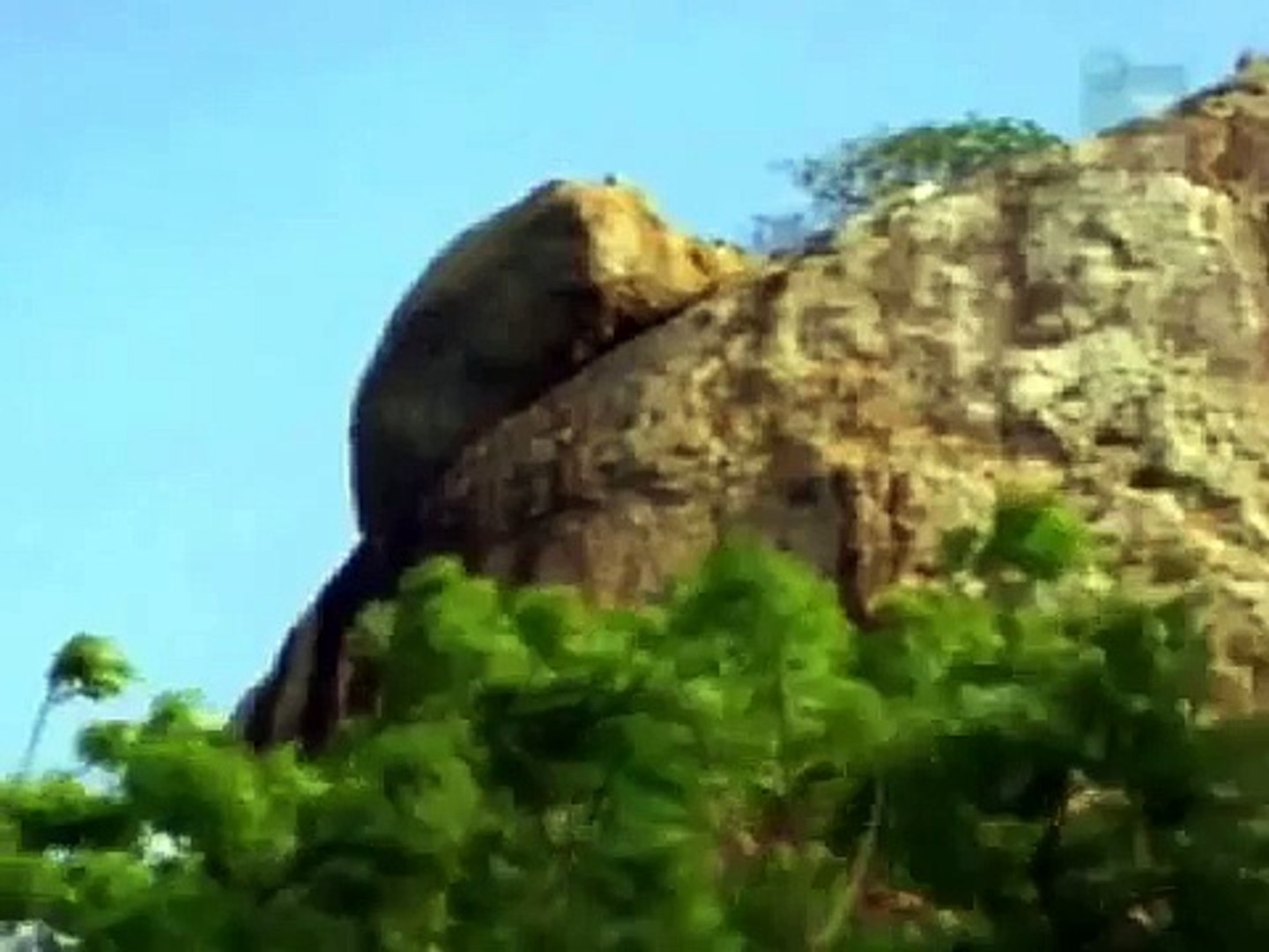 ⁣Leopard Hunters - Animal Planet Documentary