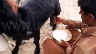صحرائی چرواہے اپنی بکریوں کا دودھ دھوتے ہوئے