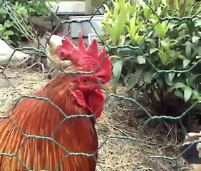 Onze kippen in het kippenhok